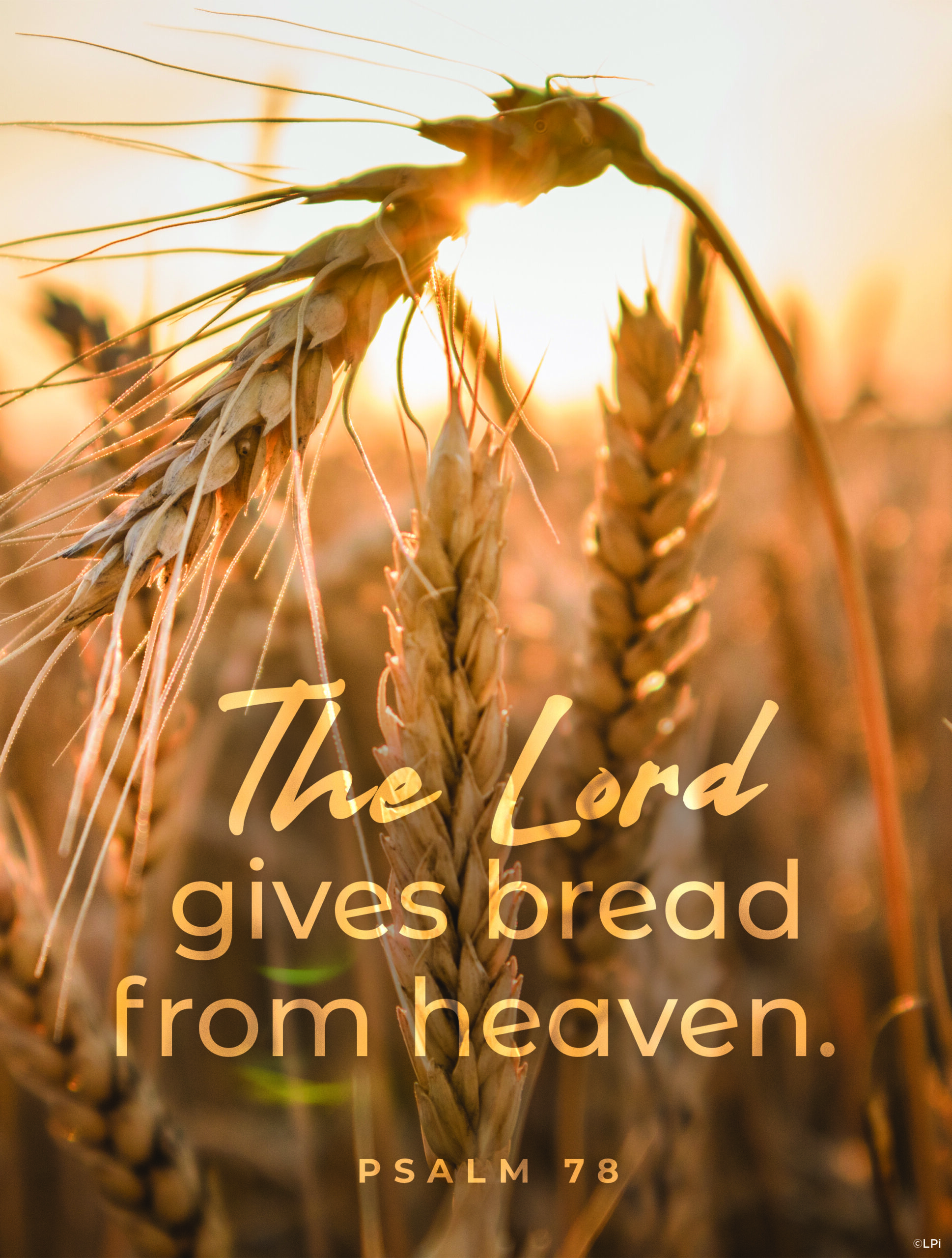 Pastor's Letter | 18th Sunday in Ordinary Time | Queen of Apostles ...